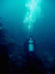 anilao, philippines
olympus camedia with PT-017 uw housi... by Arnold Melorin 
